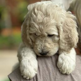 Goldendoodle Puppies from Table Rock Doodles