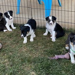 Border Collies from Fluffy Nugget Farm