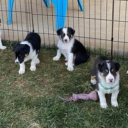 Border Collies from Fluffy Nugget Farm