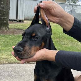 SINATRA - Black and rust male Doberman Pinscher puppy in Newberg, Oregon from De Mata Dobermann Kennel