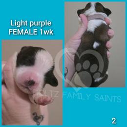 Light purple FEMALE - White and brown female Saint Bernard puppy in Kaukauna, Wisconsin from Holtz Family Saints