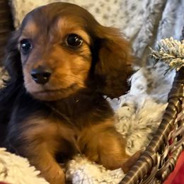 Tiny Caitrina - Red female Dachshund puppy in Visalia, California from DachGraston Dachshunds