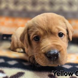 Girl 7 - Yellow female Labrador Retriever puppy in Potosi, Wisconsin from Point and Flush Gun Dogs