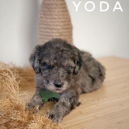 Goldendoodle Puppies from Ivie Mountain Doodles