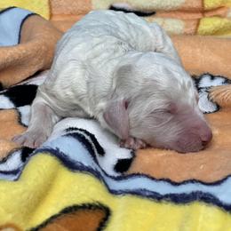 Socks - Cream male Labradoodle puppy in Ellenwood, Georgia from Four Paws Down