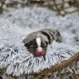 A - Blue merle female Miniature Australian Shepherd puppy in Killen, Alabama from Wilkers Wholehearted Mini Aussies