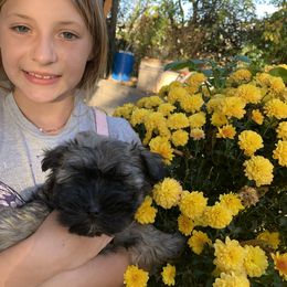 Havanese Puppies from Havanese If You Please