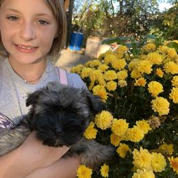 Havanese Puppies from Havanese If You Please
