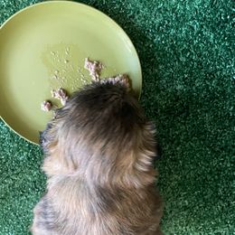 Shih Tzu Puppies from Denise's Shih Tzus