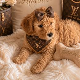 Amanda - Apricot female Goldendoodle puppy in Aurora, Illinois from Chicago Goldendoodles