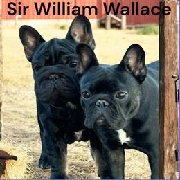 French Bulldog puppies from S-D Frenchies