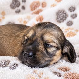 Lily - Cream female Dachshund puppy in Vanceburg, Kentucky from Hearts of Faith Long-Haired Dachshunds