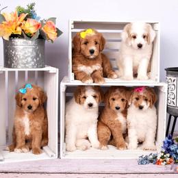 Assorted Doodle Crosses, Bernedoodles, and Goldendoodles from T.M. Poodles & Doodles