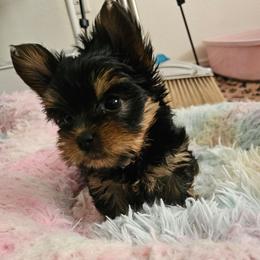 Awnia - Black and tan female Yorkshire Terrier puppy in Moses Lake, Washington from Harmony Hills Yorkies
