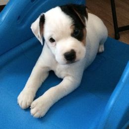 Jack Russell Terrier Puppies from SeaDog Jack Russell Terriers