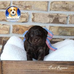 Paul Revere - Chocolate male Australian Labradoodle puppy in Winter Haven, Florida from Southern Cove Labradoodles