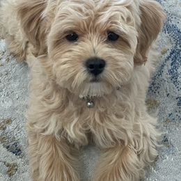 Goldendoodle, Maltipoo, and Yorkipoo Puppies from Doodle Pups Fur-Ever