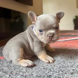 Cordes purple collar - Blue male French Bulldog puppy in Cordes Lakes, Arizona from Puppy Love AZ