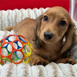 Teddy - Red male Dachshund puppy in Corona, California from ChezBeale