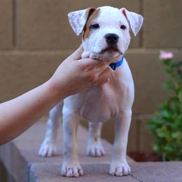 American Staffordshire Terrier Puppies from Liberty Am Staffs