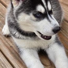 Siberian Husky Puppies from Nikolay Veltchev