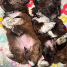 Shih Tzu Puppies from Majestic M Shihtzu’s