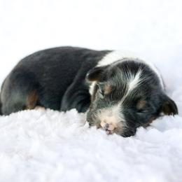 Sport - Black phantom male Aussiedoodle puppy in Crete, Nebraska from Doodles & Co