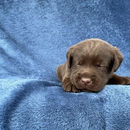 2nd born chocolate - Chocolate female Labrador Retriever puppy in Antwerp, Ohio from Clark’s Loyal Labradors