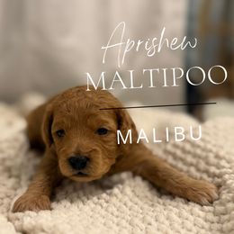 Malibu - Apricot male Maltipoo puppy in Weatherford, Texas from Aprishew Maltipoo