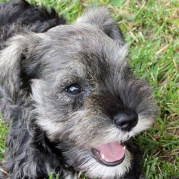 Miniature Schnauzers from Sumerwynd Miniature Schnauzers