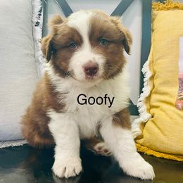 Goofy - Red tri-color male Australian Shepherd puppy in Utah from Corbridge Aussies