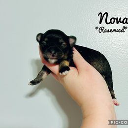 Maltese, Maltipoo, Poodle, and Yorkshire Terrier Puppies from Paw Perfect Pets