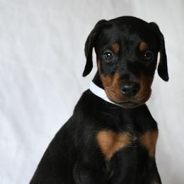 White - Black and rust female Doberman Pinscher puppy in Overton, Texas from Obsidian Kennel
