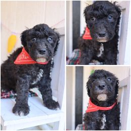 Dasher - Black male Whoodle puppy in Smallett, Missouri from Leshas Whoodles