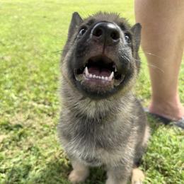 Whiskey - Sable male German Shepherd puppy in Linesville, Pennsylvania from Shenango Valley Shepherds