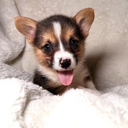 Pembroke Welsh Corgi Puppies from Sorrel Sands Corgis