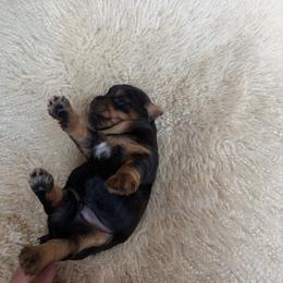 Yorkshire Terrier Puppies from Diane Davis