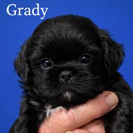Grady - Black male Shih Tzu puppy in Tallahassee, Florida from Bows and Bow Ties