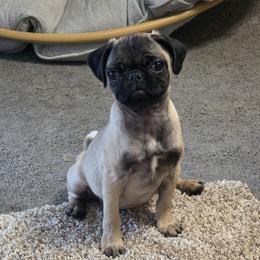 Sally - Fawn female Pug puppy in Olin, North Carolina from Piggy Pugs