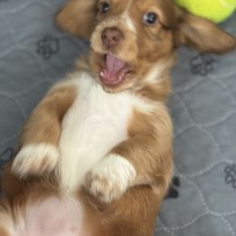 Dachshund Puppies from Sweet As Pie Doxies