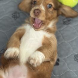 Dachshund Puppies from Sweet As Pie Doxies
