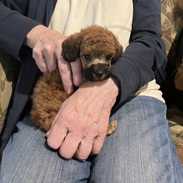 Goldendoodle and Poodle Puppies from South Sound Doodles