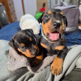 Black Male 2 - Black male German Pinscher puppy in Chatham, Virginia from WMHK9/Roolyn German Pinschers