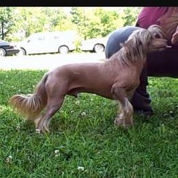 Chinese Crested All Grown Up from Sakkarra Chinese Crested Dogs and Art