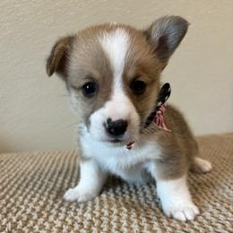 DOUGIE - Sable male Pembroke Welsh Corgi puppy in Hinton, Oklahoma from Green Cloud Ranch