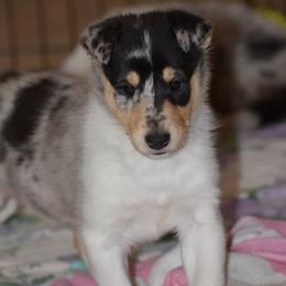 Harp - Blue merle white and tan female Collie puppy in Danville, Pennsylvania from Brookwood Collies, Smooth & Rough