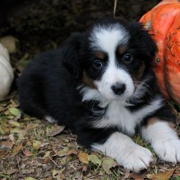 Girl 2 - Miniature Australian Shepherd puppy in Oshoto, Wyoming from Way Out West Toy & Mini Aussies