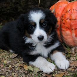 Girl 2 - Miniature Australian Shepherd puppy in Oshoto, Wyoming from Way Out West Toy & Mini Aussies