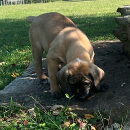 Sprout - Brown female Boerboel puppy in Guysville, Ohio from Fueled Kennel