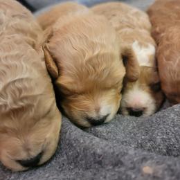 Aussiedoodles and Goldendoodles from Boujee Breeds